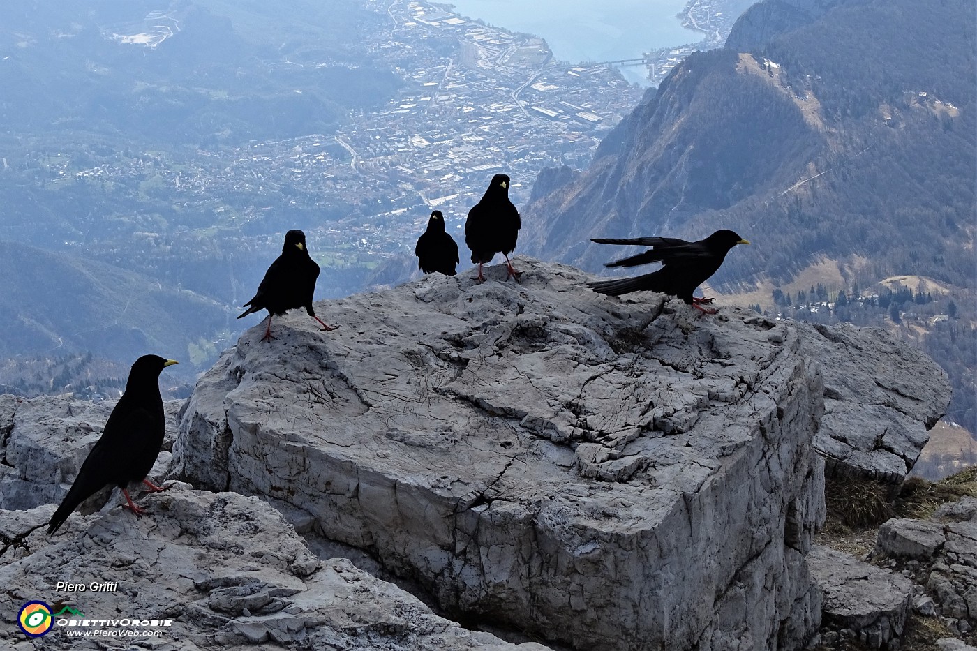 50 In cresta di vetta siamo accolti da gracchi in attesa... di cibo.JPG